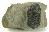 Detailed Reedops Trilobite - Atchana, Morocco #376983-3